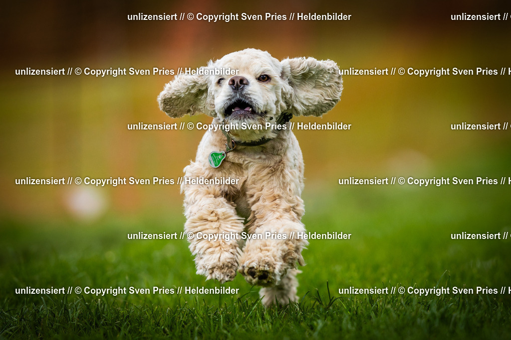 Sven Pries | 2025-04-13 - Hunderennen Baden-Baden - Realisiert mit Pictrs.com