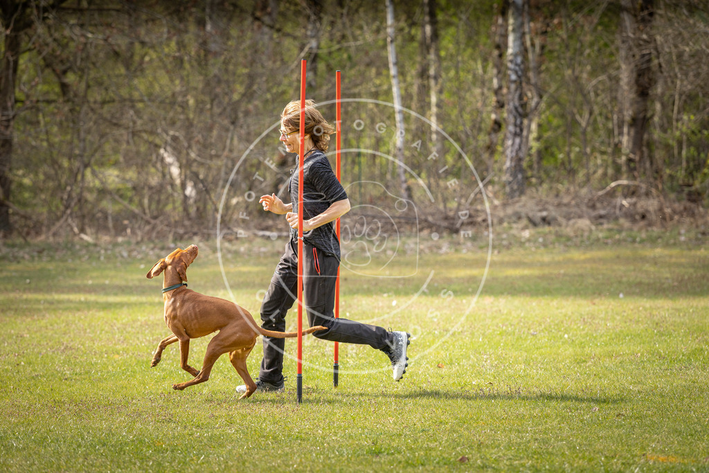 Pfotenfotografie_DV3A9650 | Hundefotografie, Tierfotograf, Pfotenfotografie, Fotoshooting Hund, Hunde Portrait, Hundesport, Hundeportraits, Heideshooting, Hunde, Sportfotograf, Hundefotograf, Turnierhundsport, THS,  - Realisiert mit Pictrs.com