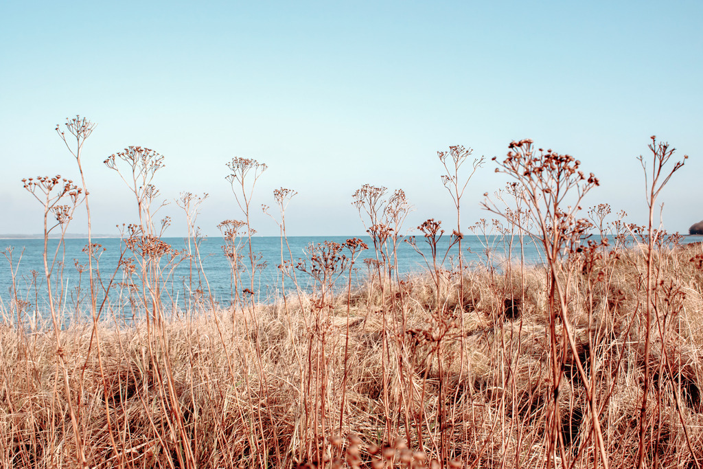 Wandbild: Zeitlose Eleganz am Meer | Bringen Sie die feine Eleganz der Ostseeküste in Ihr Wohnzimmer. Dieses maritime Wandbild fängt den Moment ein, in dem der sanfte Küstenwind durch die getrockneten Wildblumen am Spülsaum streicht. Die warme, erdige Farbpalette der Naturtöne harmoniert perfekt mit dem klaren Blau des Horizonts und schafft eine Atmosphäre von Ruhe und natürlicher Geborgenheit. Ein ideales Motiv für eine moderne Raumgestaltung, das Ihrem Zuhause eine dezente und dennoch wirkungsvolle maritime Note verleiht. - Realized with Pictrs.com