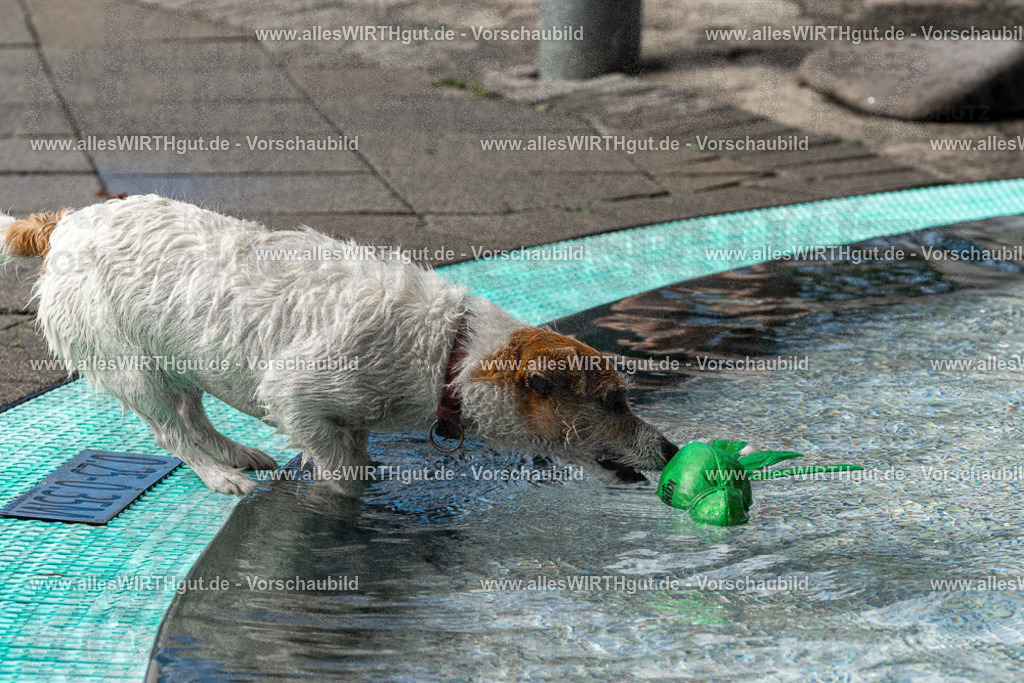 Hundeschwimmen_Volksbad_2026-allesWIRTHgut_Tierfotografie-2609061504-FAY07094 | Professionelle Tierfotografie in Mönchengladbach von Daniel Wirth (allesWIRTHgut). Liebevolle & natürliche Bilder von Hunden & Katzen für unvergessliche Erinnerungen.