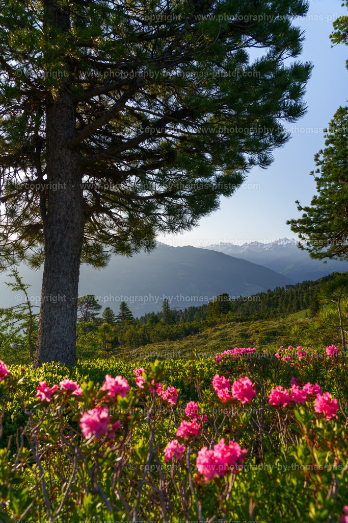 Almrosenblühte Zillertaler Höhenstrasse copyright  Thomas Pfister-6 | PHOTOGRAPHY BY THOMAS PFISTER