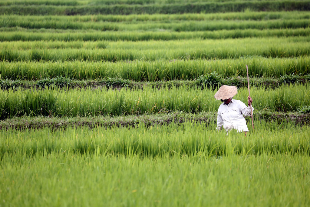 Reisbauer Vietnam | BILDER AN DIE WAND                                                verschönern sie ihr Büro, ihre Praxis oder ihre viel Wände zu Haus  - Realisiert mit Pictrs.com