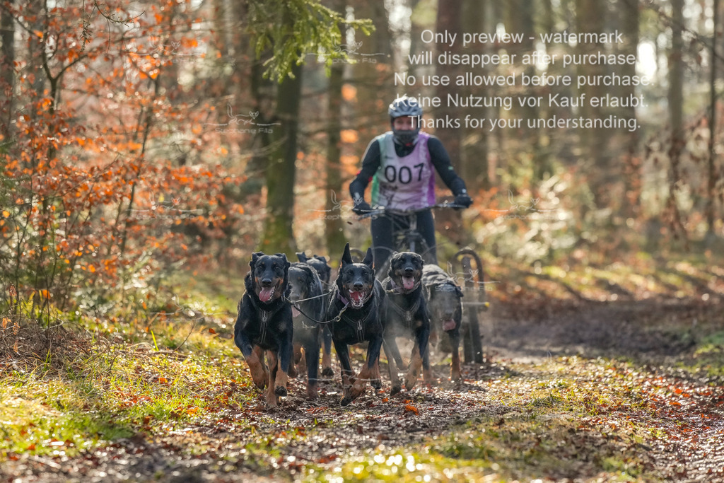 So_Gespanne-14 | stephaniefillaphotographie - Realisiert mit Pictrs.com