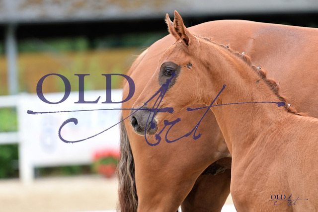 37 DE433330656623 FRE Feliciano - Rubin-Royal - Sungold_DSC_6935 Kopie | <meta name="description" content="★Offizieller Merchandise und Foto-/Videostore des Oldenburger Verbandes.★ ✅Jetzt auch digital Ausdrucke erhältlich." />
<meta name="keywords" content="Merchandise Foto-/Videostore Oldenburger Verband Photographie 