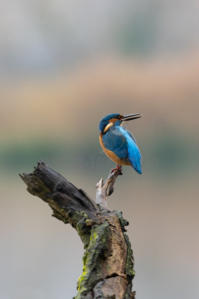 R5M21579_20251115 | Ein farbenprächtiger Eisvogel (Alcedo atthis) sitzt auf einem dunklen, moosbewachsenen Ast. Sein Gefieder leuchtet in intensivem Blau auf dem Rücken und den Flügeln, während Brust und Bauch in einem warmen Orange gehalten sind. Der Vogel blickt nach rechts, sein langer, spitzer Schnabel ist leicht geöffnet. Der Hintergrund ist unscharf und zeigt helle Grau- und Brauntöne, was den Fokus auf den Vogel lenkt. Es sind keine direkten Interaktionen erkennbar, der Vogel ruht auf dem Ast. - Realisiert mit Pictrs.com