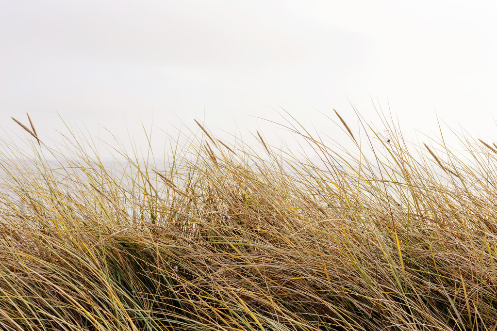 Wandbild: Strandhafer am Strand in Strande | Dieses Wandbild zeigt Strandhafer am Strand in Strande. Im Hintergrund ist in der Unschärfe die Ostsee zu sehen. - Realisiert mit Pictrs.com