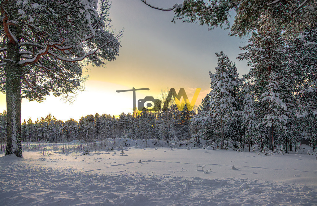 Winterlicher verschneiter Wald in Lappland - Schweden---Eis | Winterlich verschneite Bäume bei Sonnenaufgang in Schweden. Frostig kalte Atmosphäre. - Realisiert mit Pictrs.com
