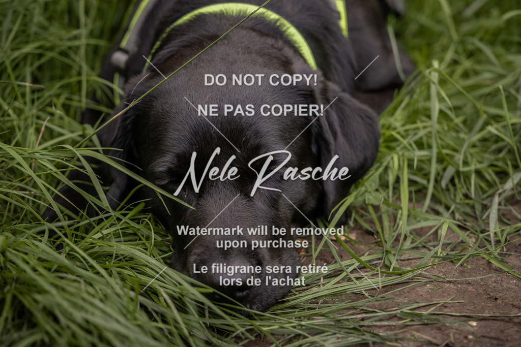 nelerasche_DoN_347 | nelerasche