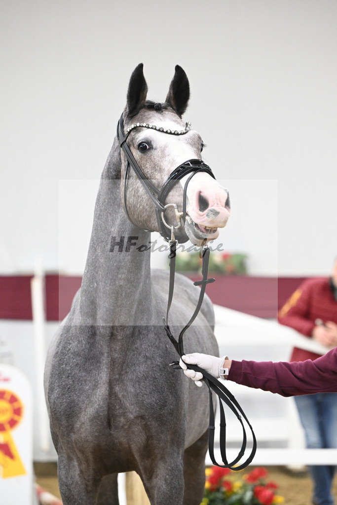 Kat-Nr. 83 Hickstead White x Chacco-Blue_Thomas Koeniger_47252814 | hf-fotografie - Realisiert mit Pictrs.com