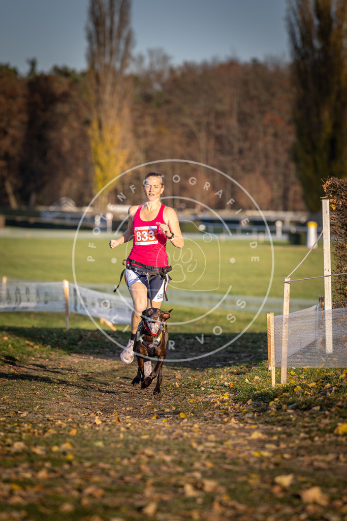 CaniXpix_DV3A3461 | Hundefotografie, Tierfotograf, Pfotenfotografie, Fotoshooting Hund, Hunde Portrait, Hundesport, Hundeportraits, Heideshooting, Hunde, Sportfotograf, Hundefotograf, Turnierhundsport, THS,  - Realisiert mit Pictrs.com
