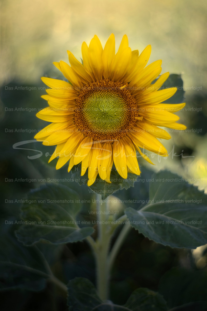 Sonnenblumen_10.07.2026_DSCF5676 | Exklusive Naturfotografie für stilvolle Wanddekoration ★ Premium Wandbilder Made in Germany ✔️ FineArt Drucke & Downloads ✔️ Brillante Farben, höchste Qualität & weltweiter Versand ✔️ - Realisiert mit Pictrs.com