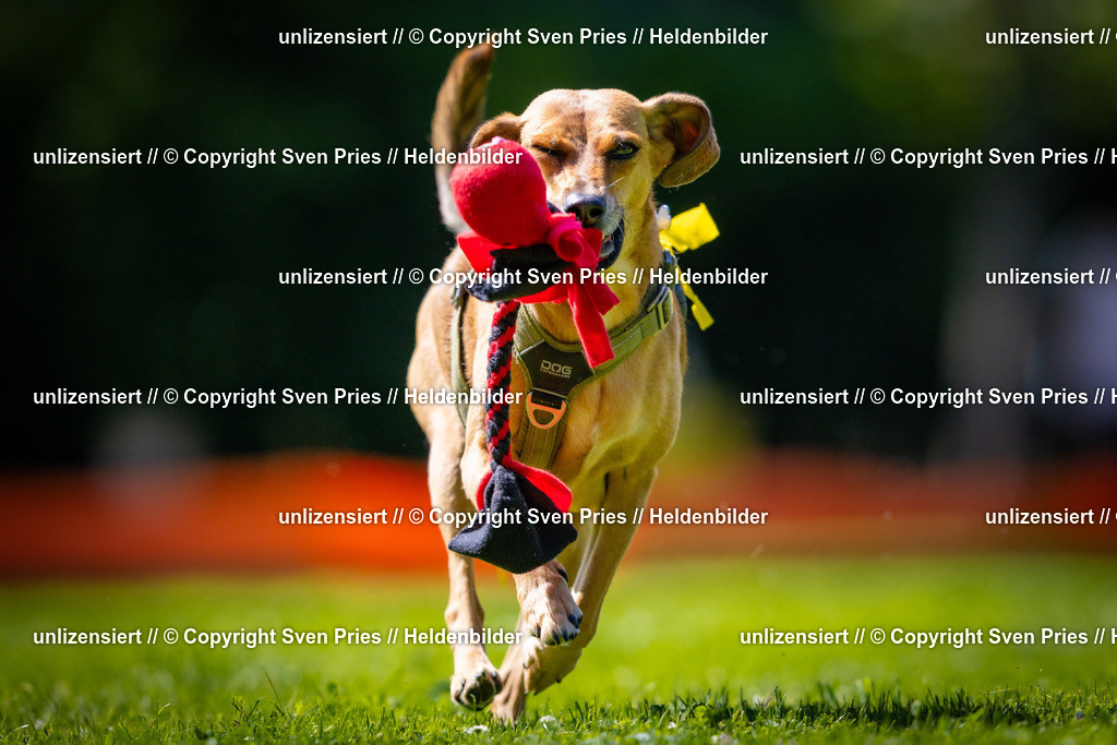 Sven Pries | 2025-08-10 - Hunderennen Durlach - Realisiert mit Pictrs.com