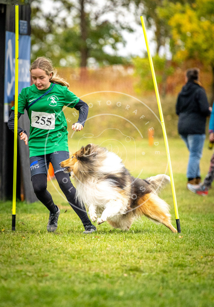 Pfotenfotografie_DV3A0358 | Hundefotografie, Tierfotograf, Pfotenfotografie, Fotoshooting Hund, Hunde Portrait, Hundesport, Hundeportraits, Heideshooting, Hunde, Sportfotograf, Hundefotograf, Turnierhundsport, THS,  - Realisiert mit Pictrs.com