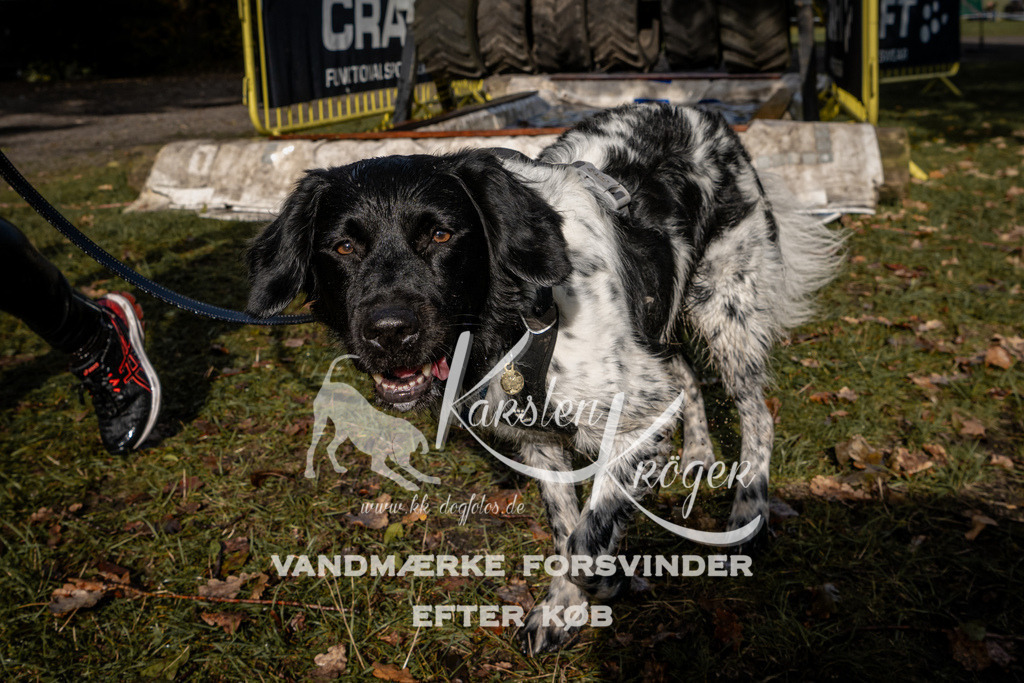 1315_ZZ92246 | kk-dogfotos