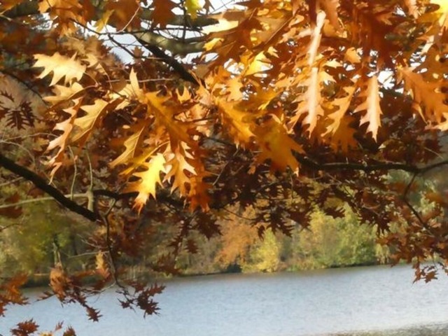 herbststimmung-im-greizer-park-2 | Verkauf von Fotos und  Videoclips zumThema Natur.Motive sind Pflanzen, Tiere, Landschaftenund Wetter - Realisiert mit Pictrs.com