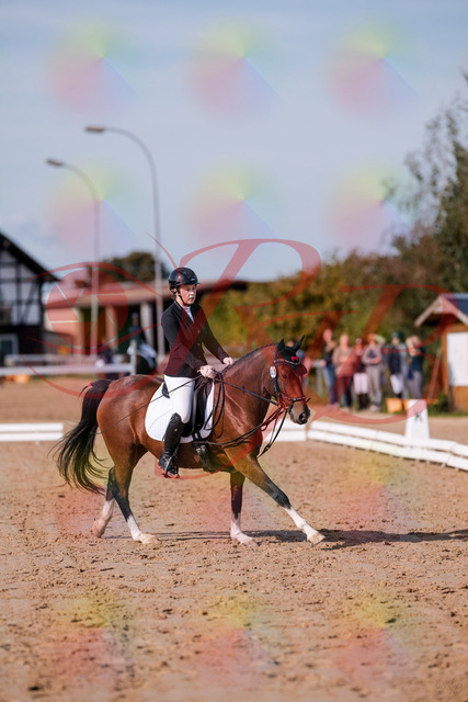 2026_10_03_Siefer-Hof_115751_Z81_99082050 | Professionelle Reitsport-, Turnier- und Eventfotografie von Robert Broda. Galerien mit ausgewählten und bearbeiteten Bildern direkt online ansehen und bestellen.