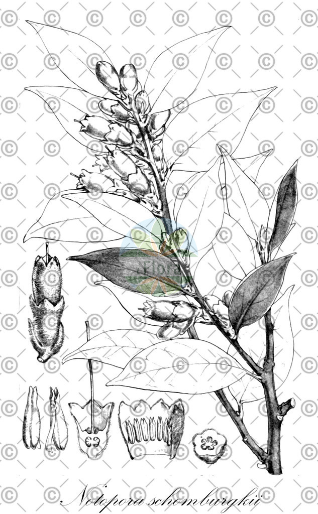 HistAbb_wfo-0001274103_1_ENZY_Simple | Historische Abbildung von Notopora schomburgkii - Ericaceae | Historical Illustration of Notopora schomburgkii - Ericaceae