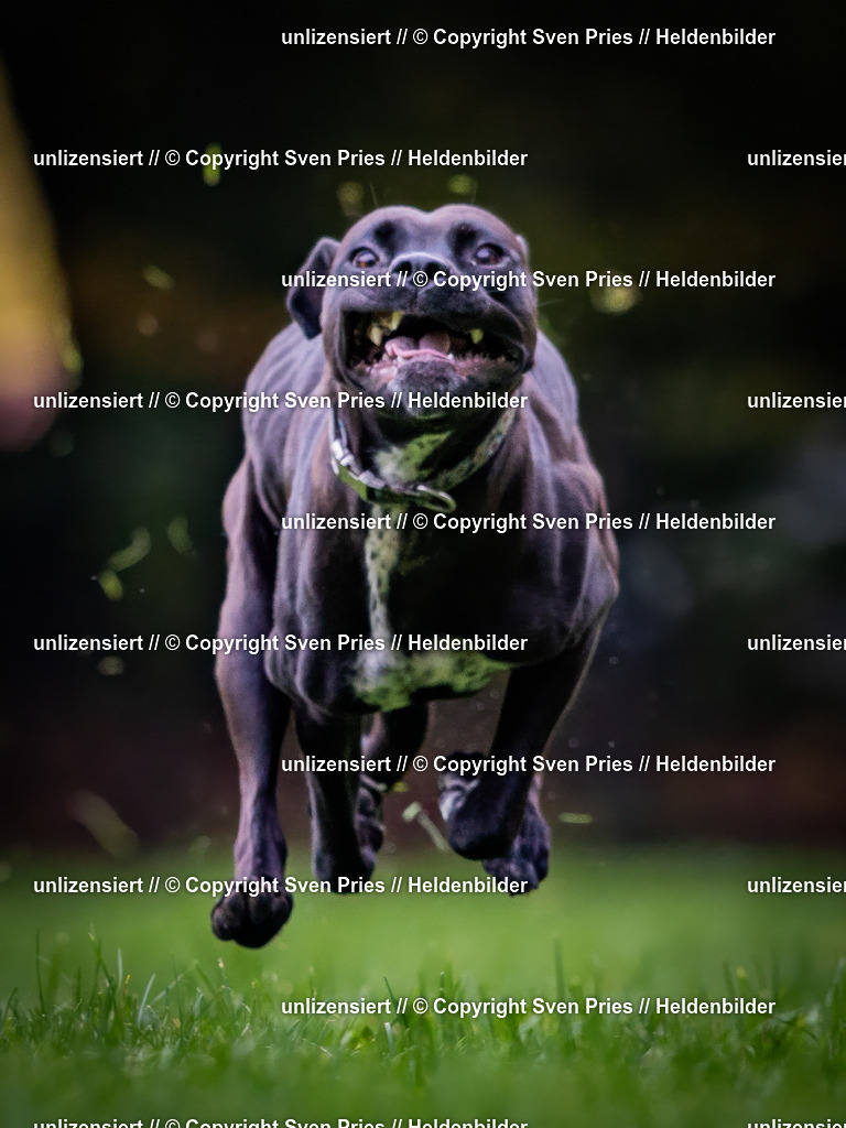 Sven Pries | 2024-10-19 - Hunderennen Ober-Grombach - Realisiert mit Pictrs.com