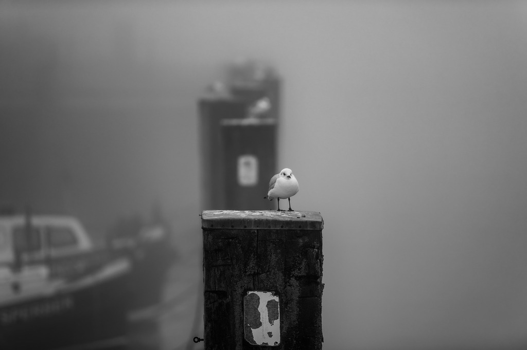 2025_02_01_HH-OEVELGOENNE NEBEL_MCP5107 sw | Hochwertig gedruckte Fotografien für die Wand, als Kalender und zum Verschenken. Hamburg & Norddeutschland und überall wo ich mit der Kamera unterwegs war.