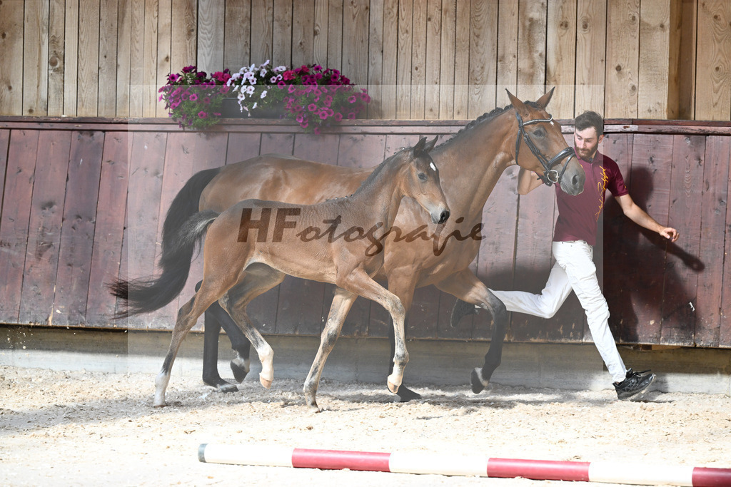 Kat-Nr. 18 SF Dream Royal x Bonifatius_Goldhofer_32240194 | hf-fotografie - Realizzato con Pictrs.com