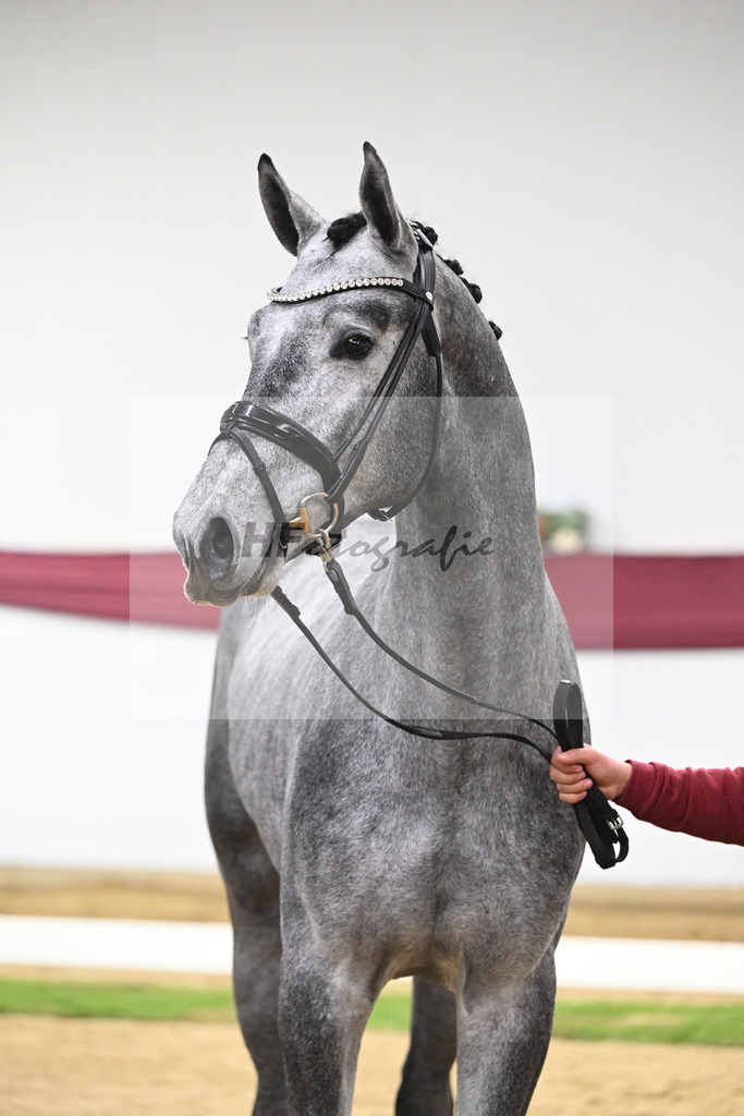 Kat-Nr. 131 Fynch Hatton x Sir Donnerhall I_Reit- und Turnierpferde GmbH IB Berger_47254411 | hf-fotografie - Realisiert mit Pictrs.com