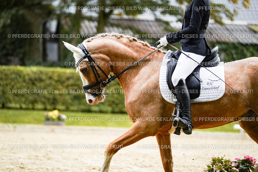 DSC01157 | Pferdegrafie