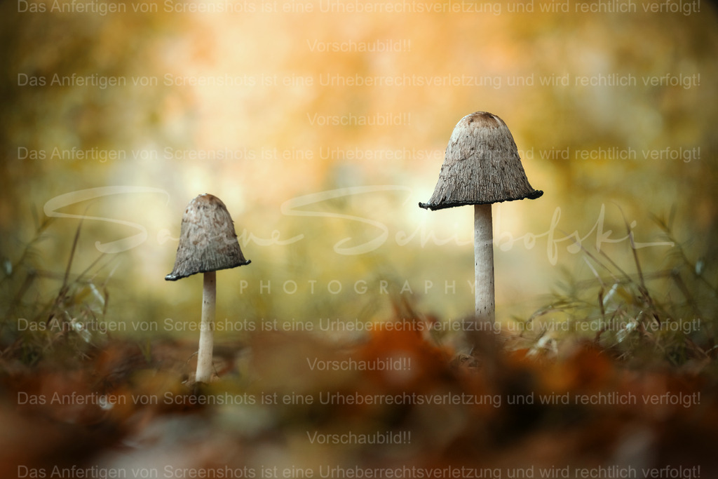 Tintlinge im Herbstlicht | Exklusive Naturfotografie für stilvolle Wanddekoration ★ Premium Wandbilder Made in Germany ✔️ FineArt Drucke & Downloads ✔️ Brillante Farben, höchste Qualität & weltweiter Versand ✔️ - Realisiert mit Pictrs.com