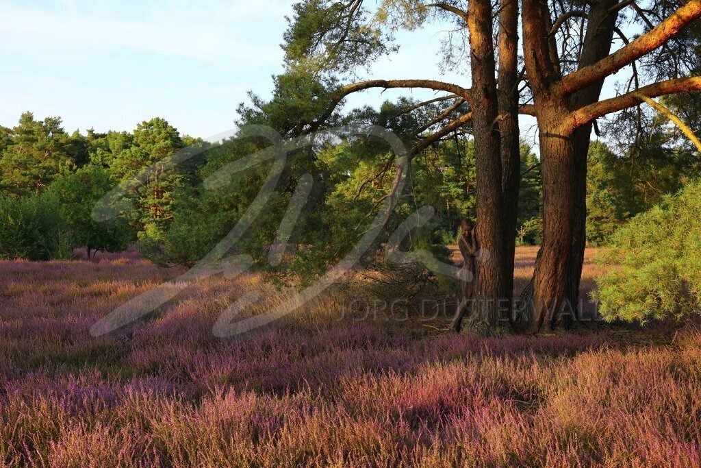 NatureArt-HEIDEBÄUME_0361a | Tiefe Sonne in der Heide | #006 | Modell: Tina | Foto: Alexander Große-Strangmann - Realisiert mit Pictrs.com
