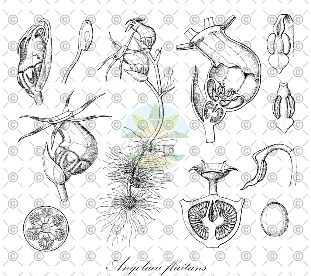 HistAbb_wfo-0000536542_108_ENZY_Simple | Historische Abbildung von Angolaea fluitans - Podostemaceae | Historical Illustration of Angolaea fluitans - Podostemaceae