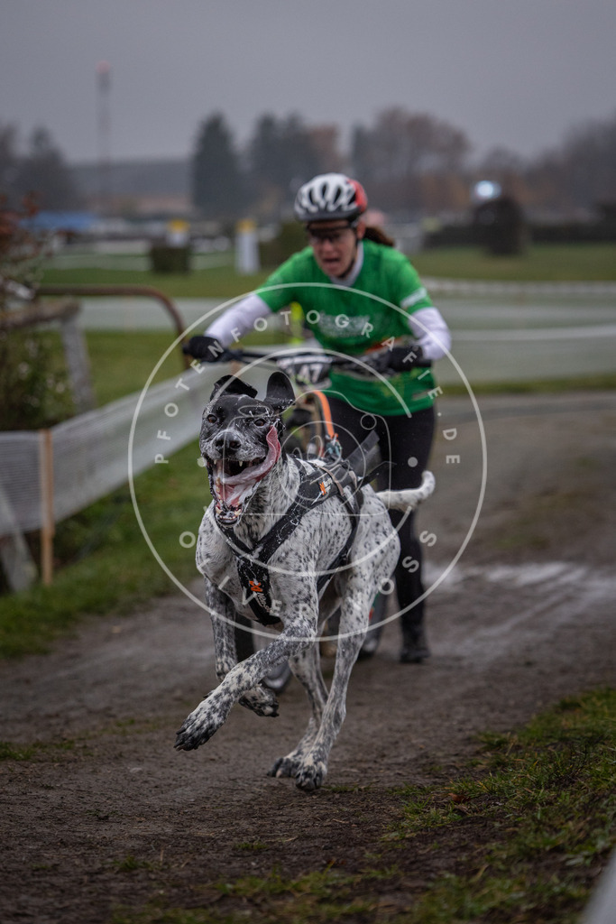 CaniXpix_0L8A0531 | Hundefotografie, Tierfotograf, Pfotenfotografie, Fotoshooting Hund, Hunde Portrait, Hundesport, Hundeportraits, Heideshooting, Hunde, Sportfotograf, Hundefotograf, Turnierhundsport, THS,  - Realisiert mit Pictrs.com