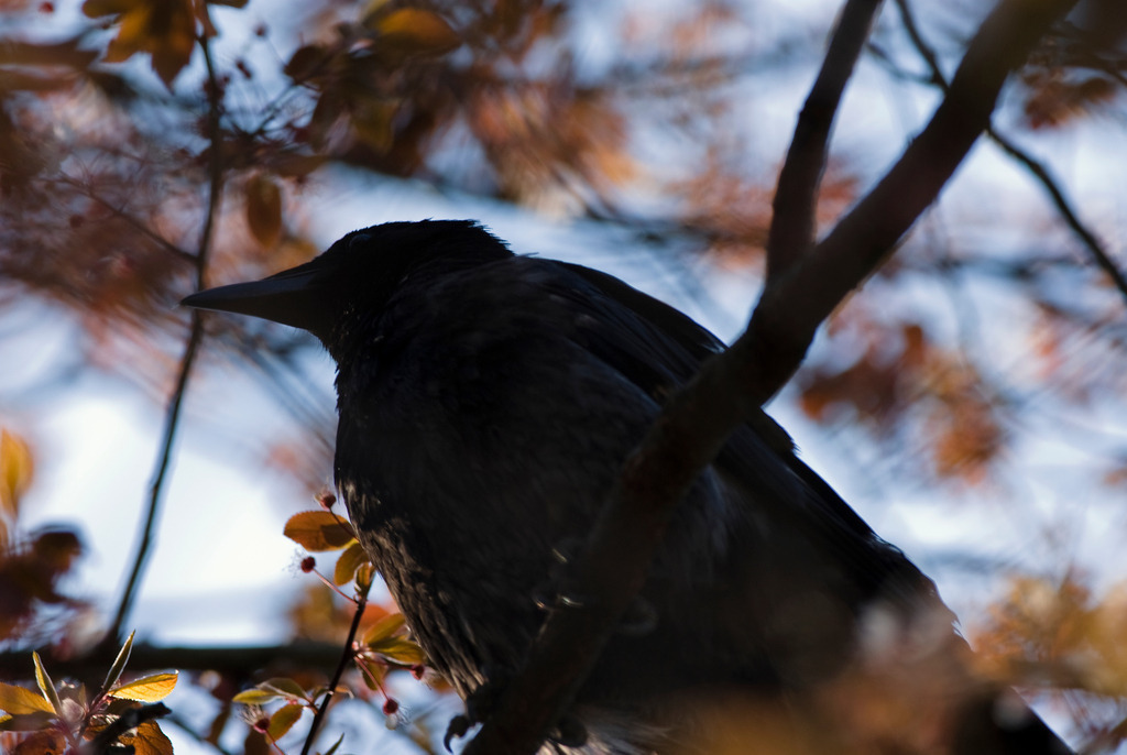 Rabe sitzt in Baumkrone | Wien, Austria - March 31, 2008: Rabe sitzt in Baumkrone. - Realisiert mit Pictrs.com