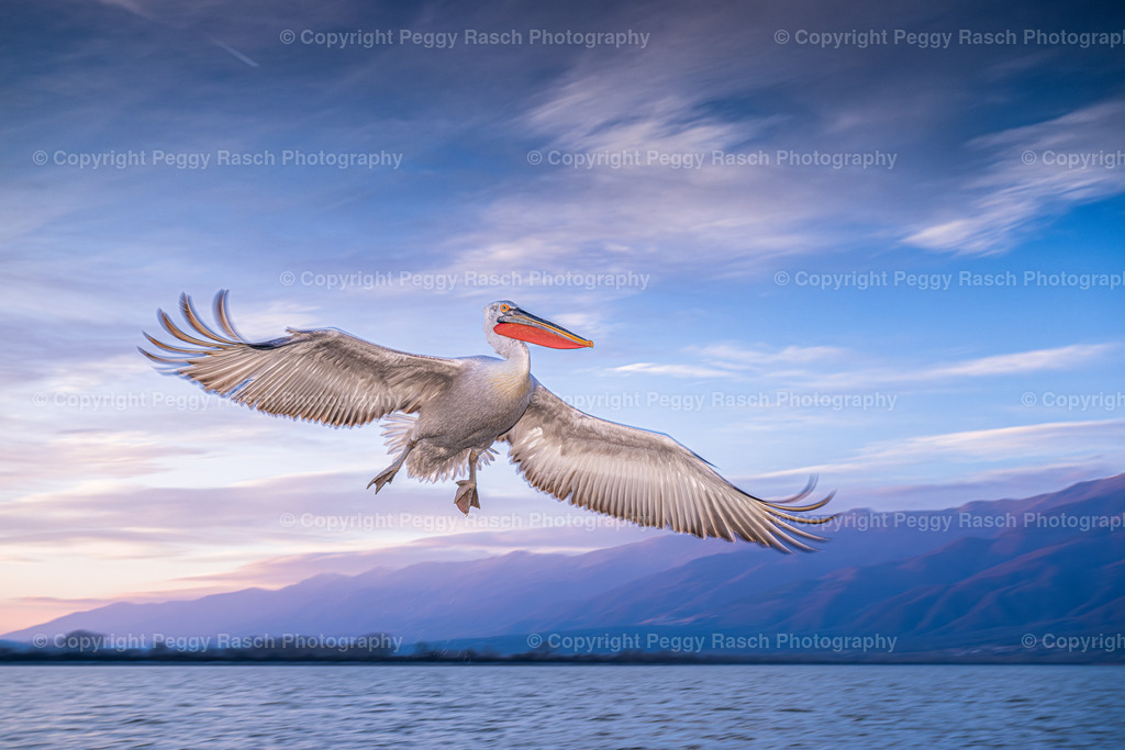 Pelikan im Flug | PeggyRaschPhotography - Realisiert mit Pictrs.com
