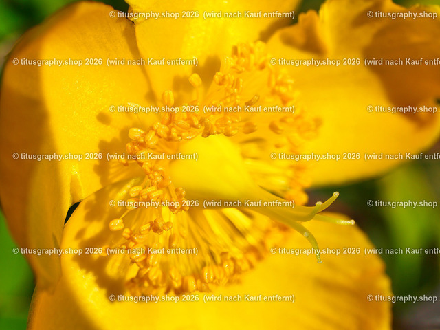 titusgraphy_P7140599-vz-ln | titusgraphy-shop: Geschenkideen mit Qualitätsfotos. titusgraphy-shop: gift ideas with quality photos. titusgraphy-shop: idées cadeaux avec photos de qualité.  - Realisiert mit Pictrs.com