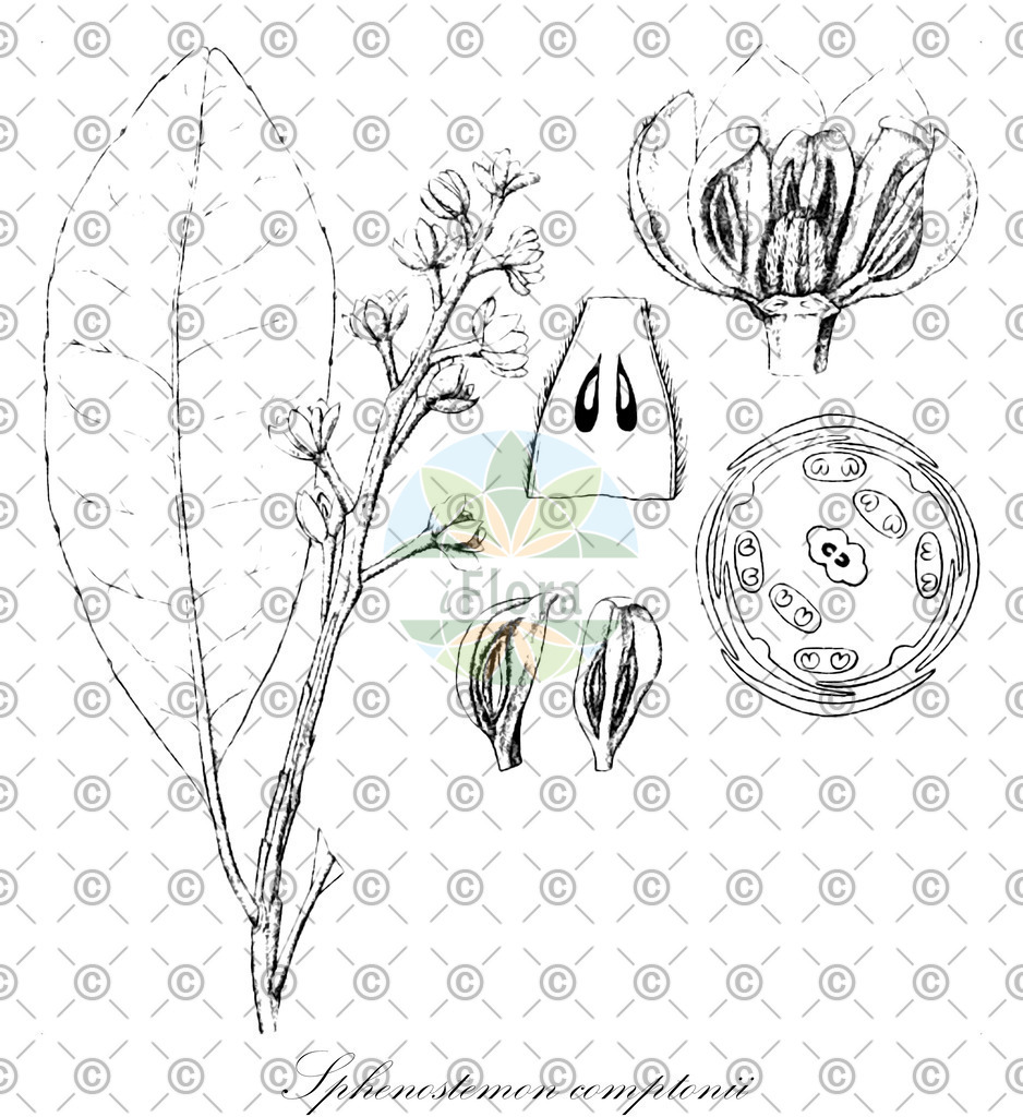 HistAbb_wfo-0000312994_1_ENZY_Simple | Historische Abbildung von Sphenostemon comptonii - Paracryphiaceae | Historical Illustration of Sphenostemon comptonii - Paracryphiaceae