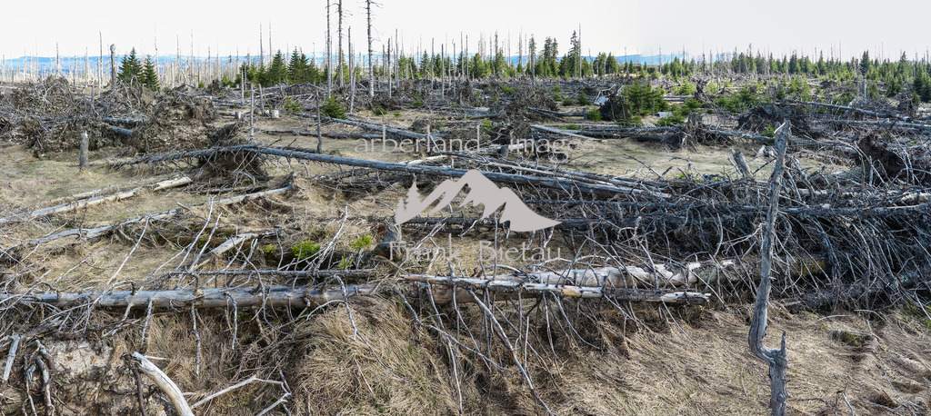 09052016-fb-1996 | Stürme und Borkenkäfer setzen dem Wald zu, ob im Bayerischen oder Böhmerwald, die gleichen Probleme