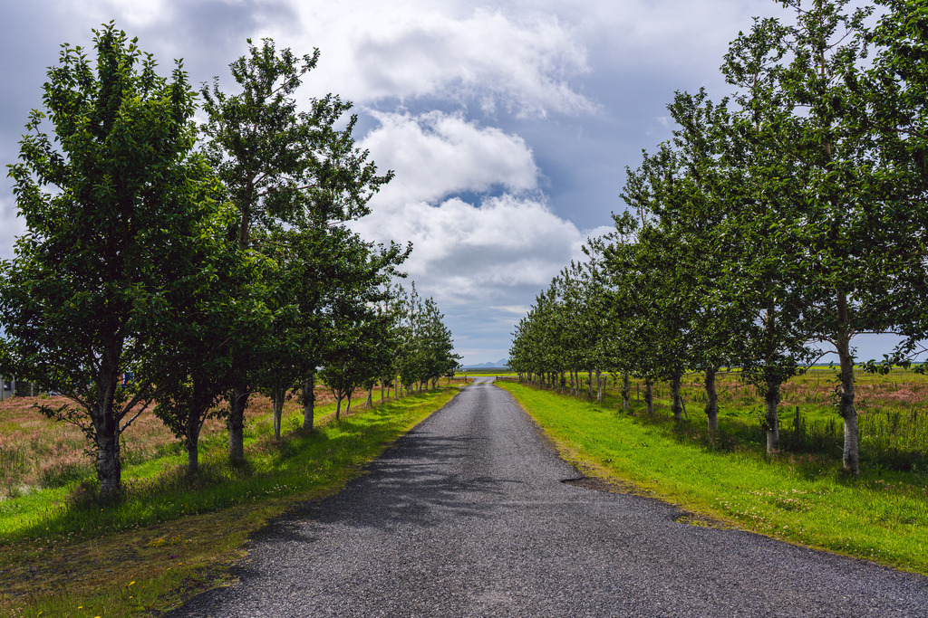 Natur Island: perfekte Allee | Geradlinige Schönheit: Die grüne Allee rahmt den Weg nach vorne ein, während sich Wolken am Himmel über der offenen Natur sammeln. - Realisiert mit Pictrs.com