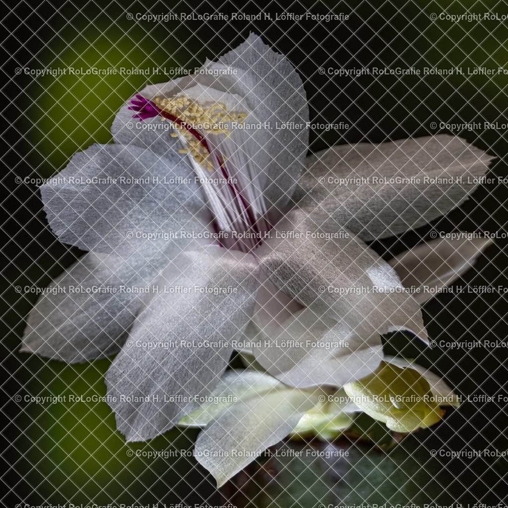 20251116-RLOL8390 | IPTC Infos - Realisiert mit Pictrs.com