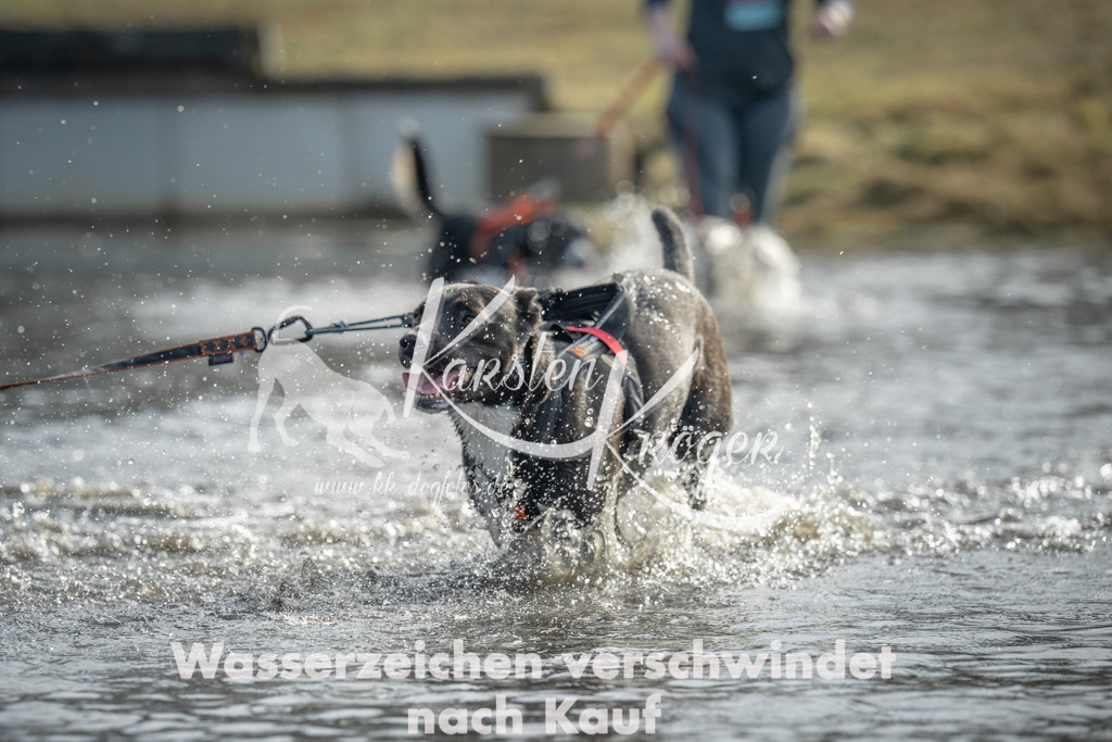 1052_ZZ90392 | kk-dogfotos