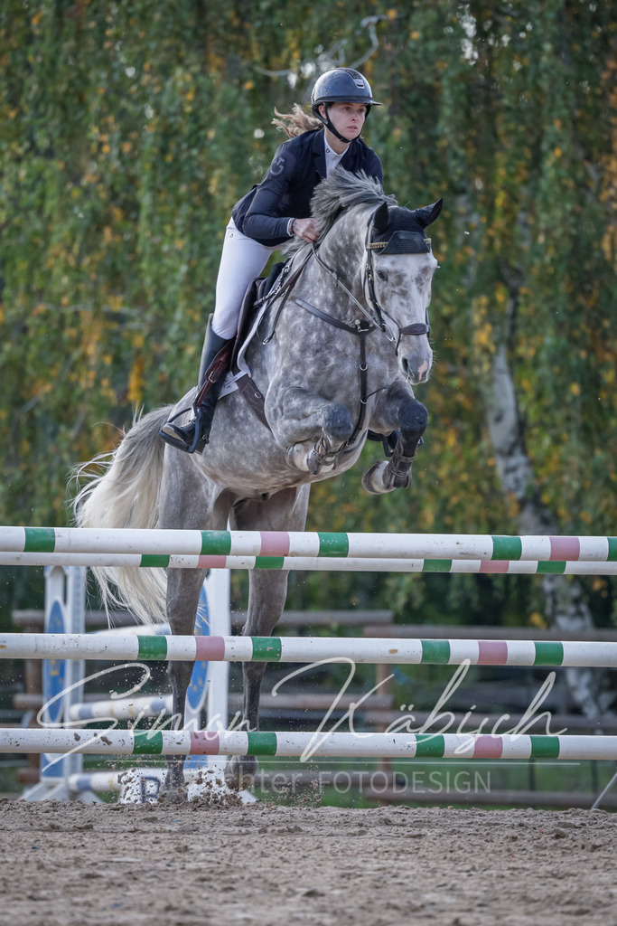 20251012-_3LI5583 | Tierfotografie Pferde, Hunde, Katzen, Haustiere.
Turnierfotografie Reitturniere, Reiten, Springreiten, Dressur in Hanau, dem Main-Kinzig-Kreis und dem Rhein-Main- Gebiet um Frankfurt