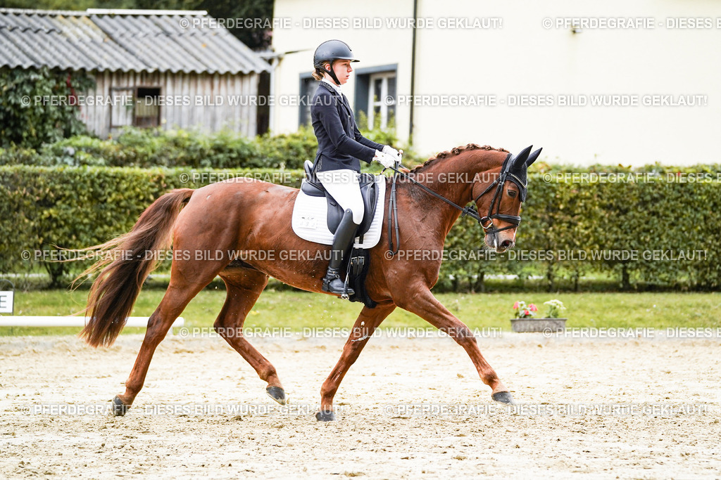 DSC07327 | Pferdegrafie