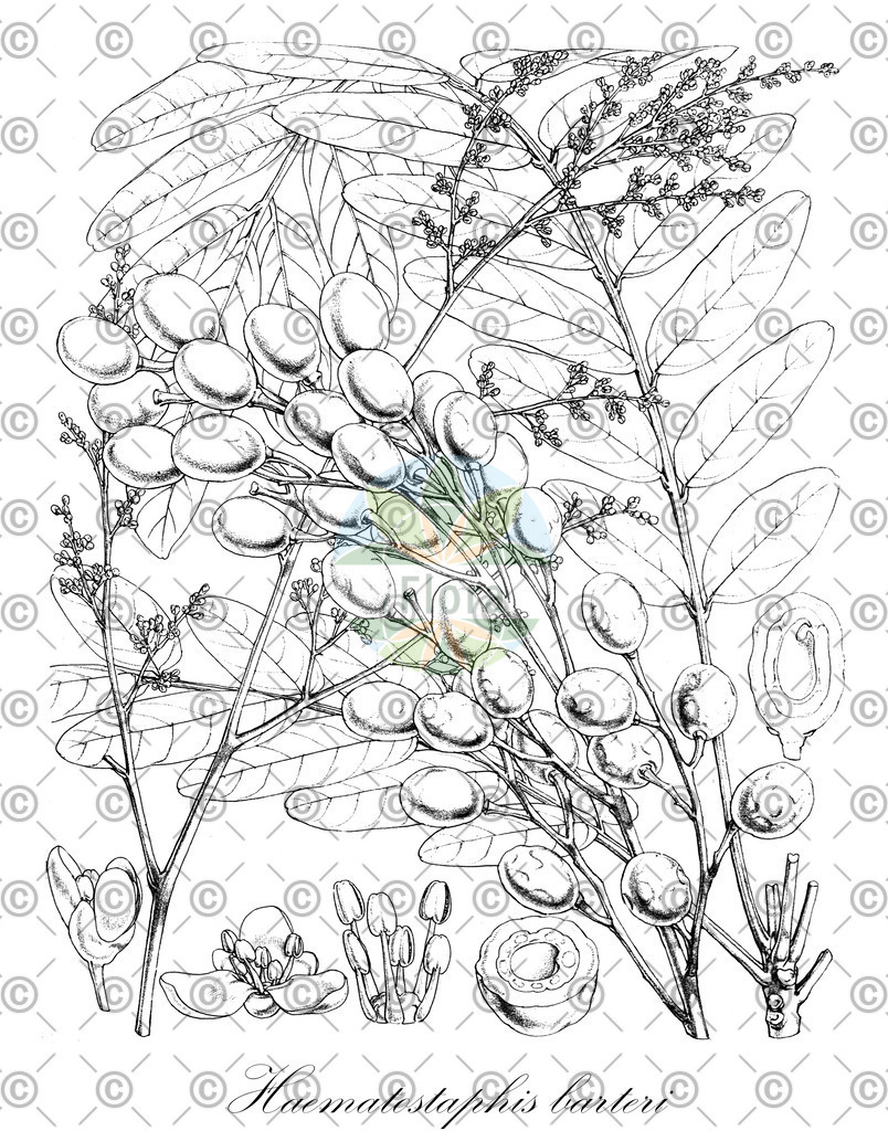 HistAbb_4SHD_1_ENZY_Simple | Historische Abbildung von Haematostaphis barteri - Anacardiaceae | Historical Illustration of Haematostaphis barteri - Anacardiaceae