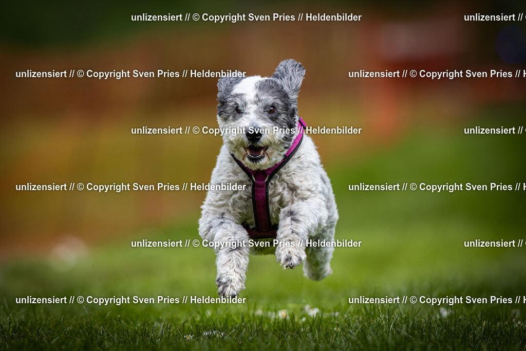 Sven Pries | 2025-04-13 - Hunderennen Baden-Baden - Realisiert mit Pictrs.com