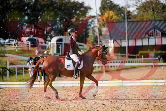2026_10_03_Siefer-Hof_132756_Z63_87400996 | Professionelle Reitsport-, Turnier- und Eventfotografie von Robert Broda. Galerien mit ausgewählten und bearbeiteten Bildern direkt online ansehen und bestellen.