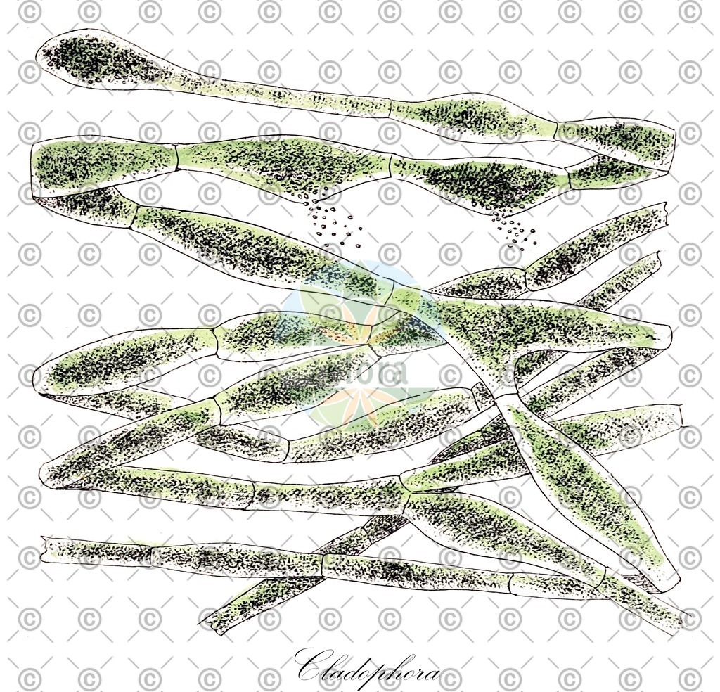 HistAbb_62LH2_1_ENZY_Simple | Historische Abbildung von Cladophora - Cladophoraceae (0) | Historical Illustration of Cladophora - Cladophoraceae (0)