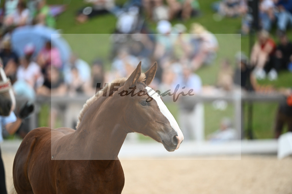 Stuten mit Fohlen_36240433 | hf-fotografie - Realisiert mit Pictrs.com