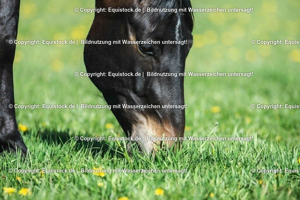 20210426_Pferd-auf-Koppel_0089 | equistock