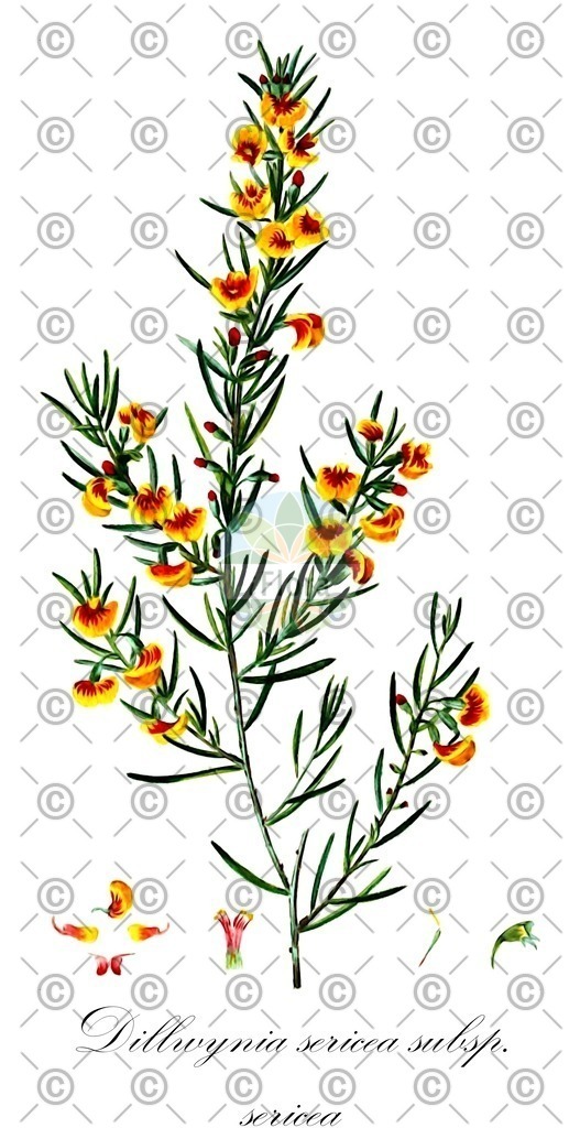 HistAbb_wfo-0000943443_1_ENZY_Simple | Historische Abbildung von Dillwynia sericea subsp. sericea - Fabaceae | Historical Illustration of Dillwynia sericea subsp. sericea - Fabaceae