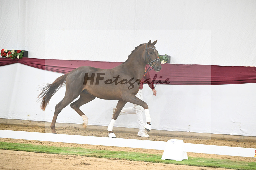 Kat-Nr. 32 Va Bene x Delatio_Simonne Spaeth_47251068 | hf-fotografie - Realisiert mit Pictrs.com