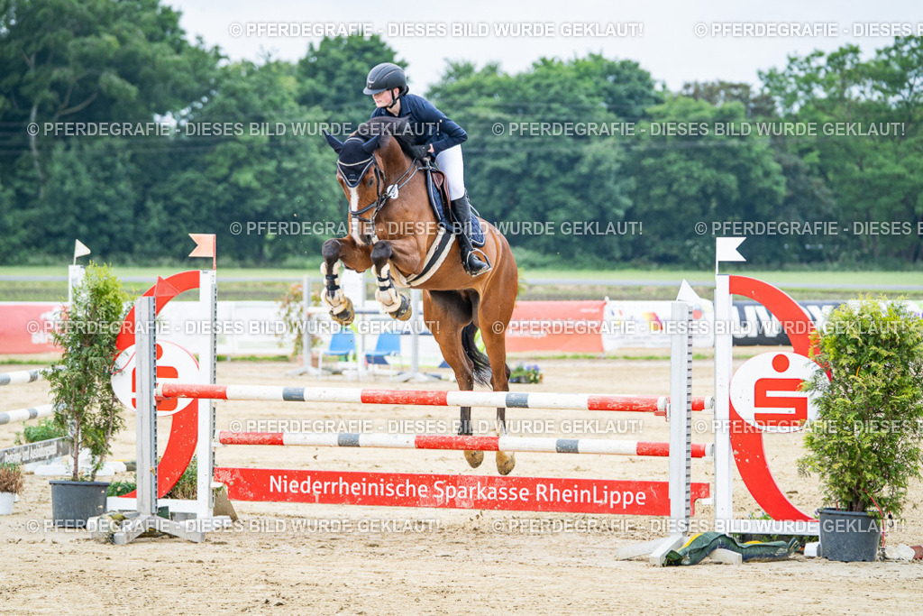 DSC03429 | Pferdegrafie