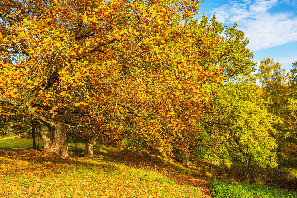Landschaft im Herbst in der Feldberger Seenlandschaft | Landschaft im Herbst in der Feldberger Seenlandschaft.